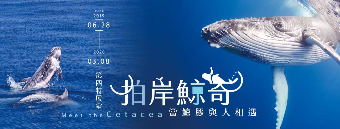 Meet the Cetacea