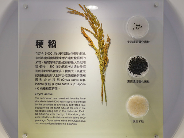 臺中安和遺址發現栽種的稻米