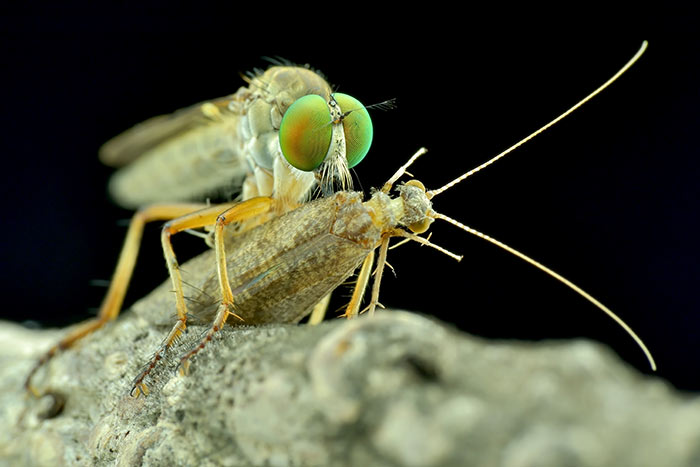 食蟲虻，牠是食蟲還是吸食蟲？