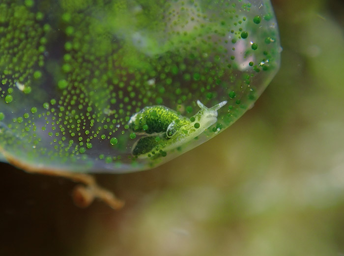 薛福源-海藻中的小精靈Little Green Gulper1