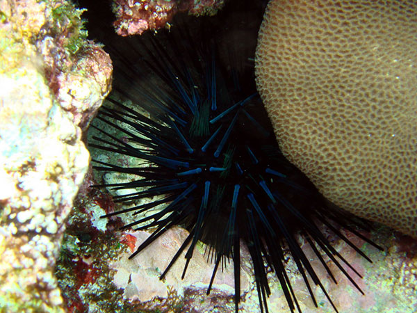 冠刺棘海膽黑刺型(深藍綠色螢光)。