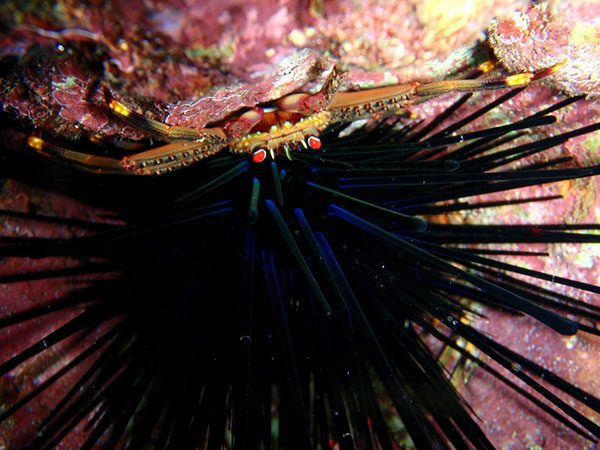 裸掌盾牌蟹躲藏在冠刺棘海膽的大棘之下。