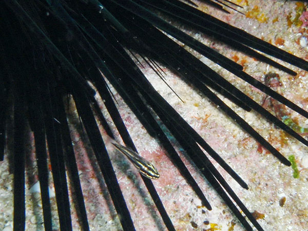 天竺鯛幼魚常會躲藏在冠刺棘海膽的大棘之間。