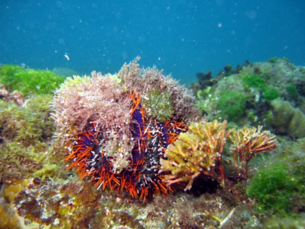 白棘三列海膽橙刺型個體生態照。