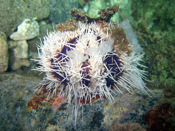 白棘三列海膽白刺型個體生態照。