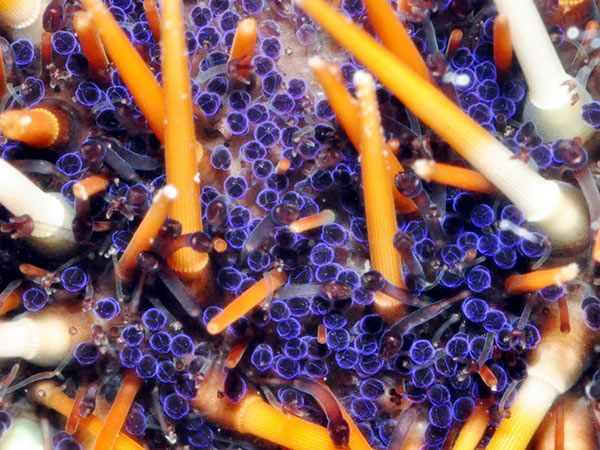 白棘三列海膽反口面間步帶的裸露區，長滿有毒的紫色球形叉棘。
