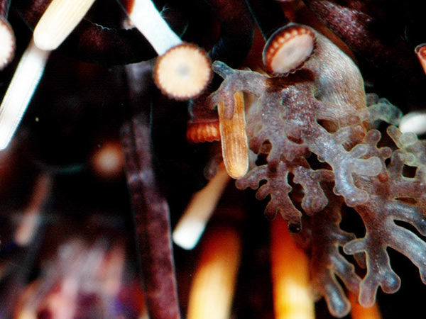 白棘三列海膽圍口膜邊緣的枝狀鰓。