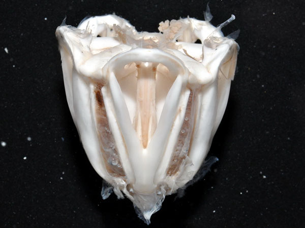 白棘三列海膽內部的口器(亞里斯多德的提燈)側面觀。
