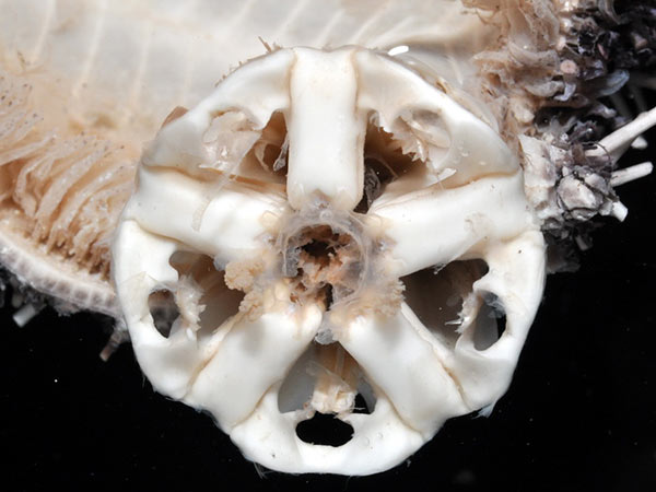 白棘三列海膽內部的口器頂部，呈五輻對稱。
