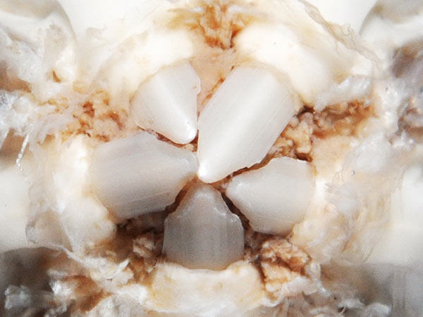 白棘三列海膽外露的牙齒。