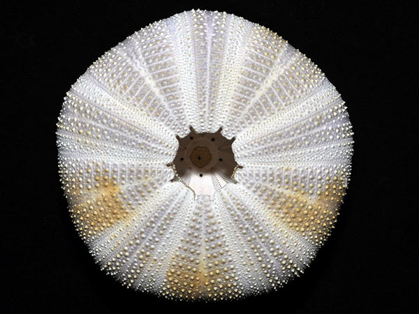 白棘三列海膽體殼口面。