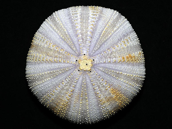 此次展出之白棘三列海膽體殼標本。
